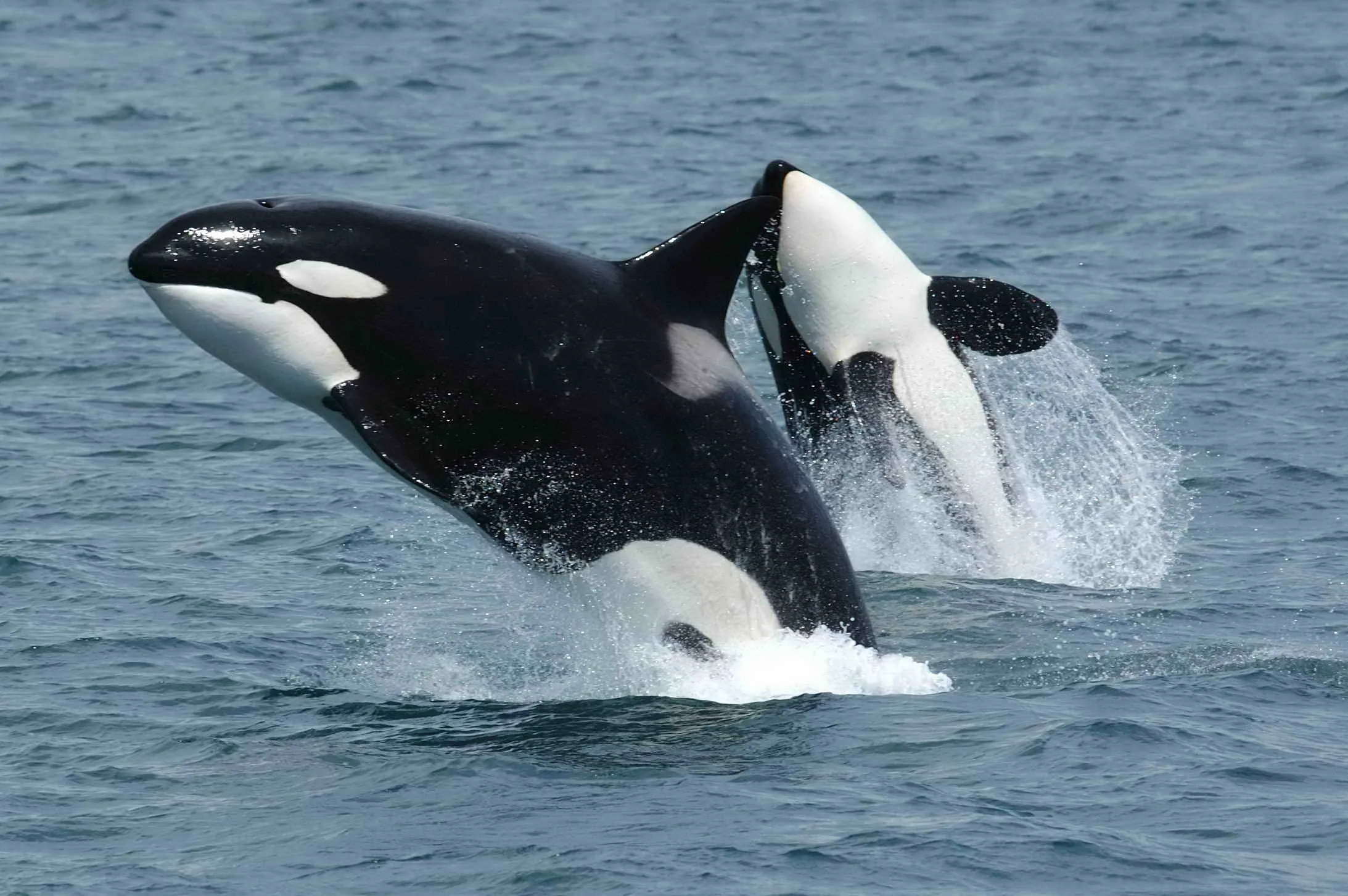 killerwhales_jumping-2