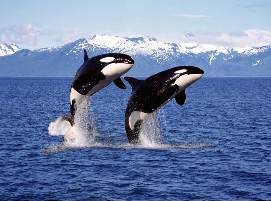 killer-whale-1-2